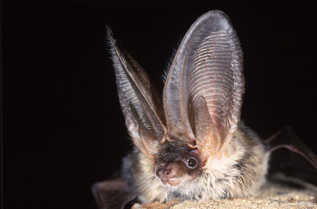 grey-long-eared-bat