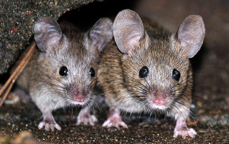 house-mouse-mice-crawling-in-basement-8338376