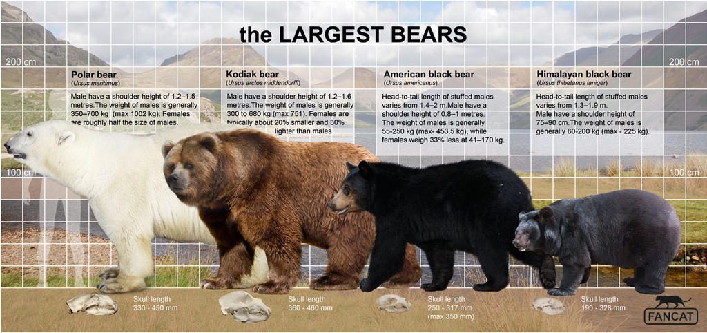 large-bears-5646052