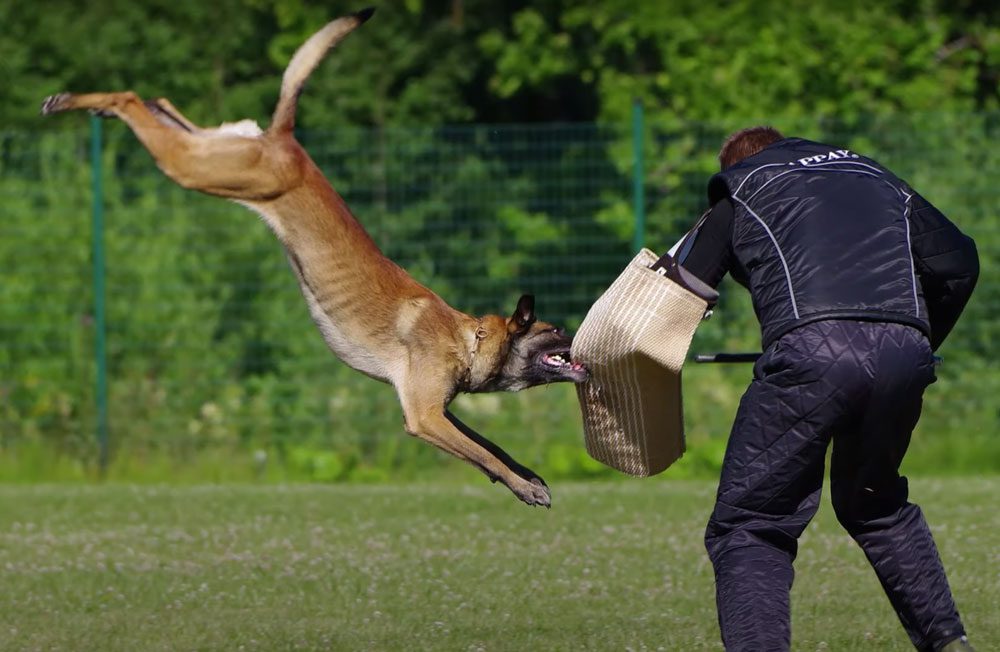 malinois-police-dog-training-3983064