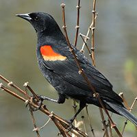 red-winged-blackbird-9890749