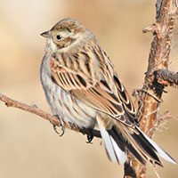 reed-bunting-5207721