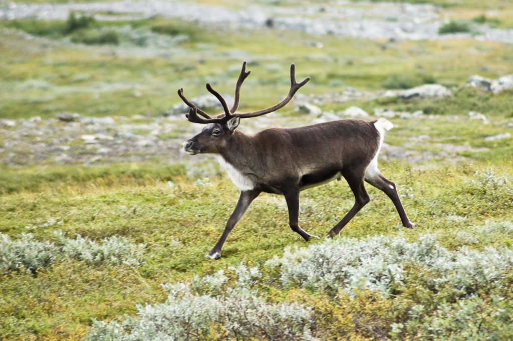 reindeer-strolling-thorugh-the-country-9022470
