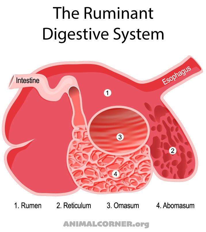 ruminant-digestive-system-9272019