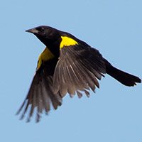 yellow-winged-blackbird-4648383