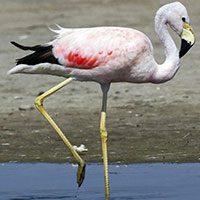 andean-flamingo-6892103