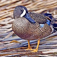 blue-winged_teal-6230063