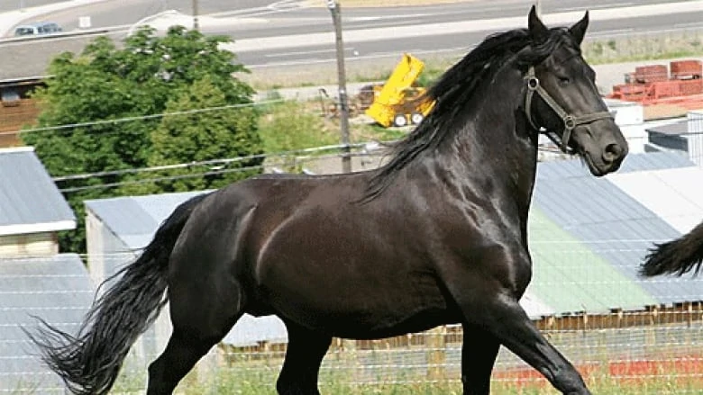 canadian_horse