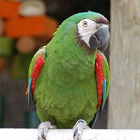 chestnut-fronted_macaw-8738328