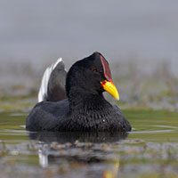 coot-red-fronted-3996606