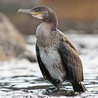 cormorant-great-1464166