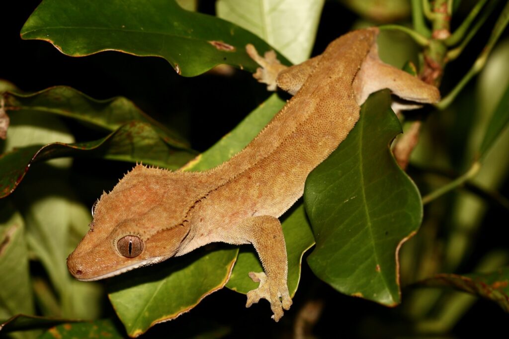 crested_gecko_-_1-2650392