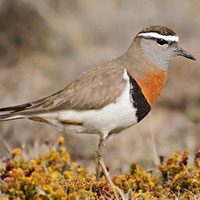 dotterel-rufous-chested-7611726