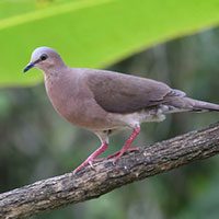 dove-gray-fronted-6301818