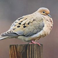 dove-mourning-6690022