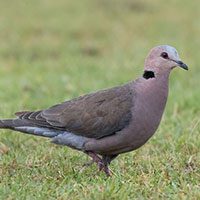 dove-red-eyed-5464692