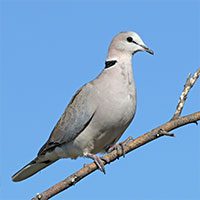 dove-ring-necked-7679169