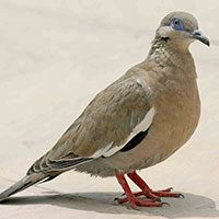 dove-west-peruvian-8401530