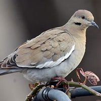 dove-white-winged-9904143