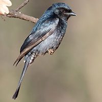drongo-fork-tailed-8677023