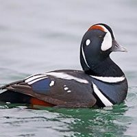 duck-harlequin-8462530