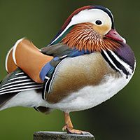 duck-mandarin-5374687