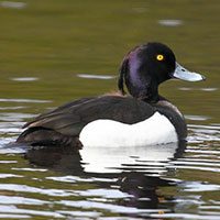 duck-tufted-8332812