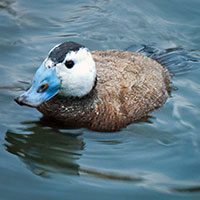 duck-white-headed-9245567