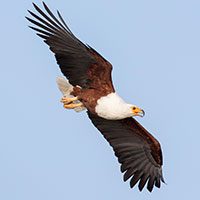eagle-african-fish-3603999