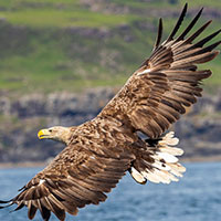 eagle-white-tailed-2349659