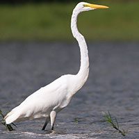 egret-great-5859014