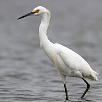 egret-snowy-6908661