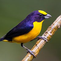 euphonia-thick-billed-7179909