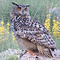 eurasian-eagle-owl-3124151