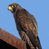 falcon-peregrine-5268498