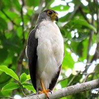 falcon-slaty-backed-forest-4304233