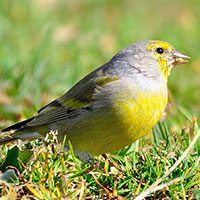 finch-citril-6414495