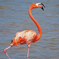 flamingo-american-3241252