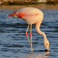 flamingo-chilean-6413796