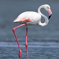flamingo-greater-7329480