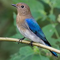 flycatcher-blue-and-white-2602884