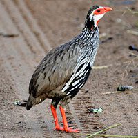 francolin-red-necked-9187044