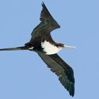 frigatebird-great-4861477