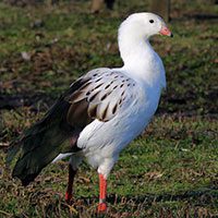 goose-andean-8851947