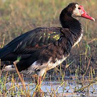 goose-spur-winged-1935221