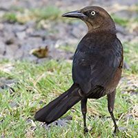 grackle-great-tailed-1911662