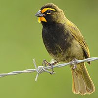 grassquit-yellow-faced-7761472