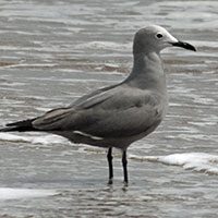 gray_gull-2870360