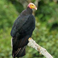 greater-yellow-headed-8334289