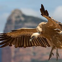 griffon-vulture-8705216